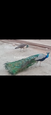 peacock-chicks-02-months-old-cargo-possible-all-over-pak-big-2