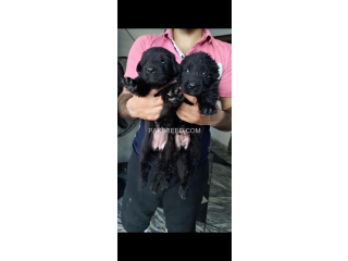Black German shepherd long coat pups pair