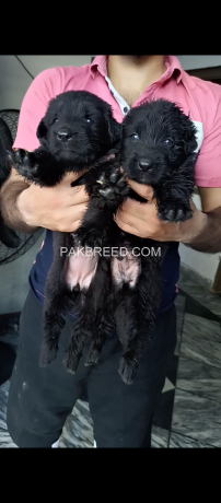 black-german-shepherd-long-coat-pups-pair-big-0