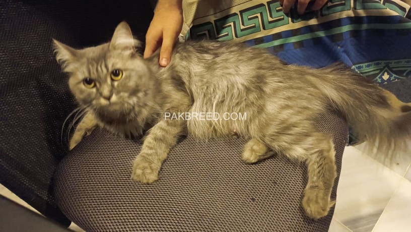 grey-persian-cat-named-moussie-2-years-old-big-1