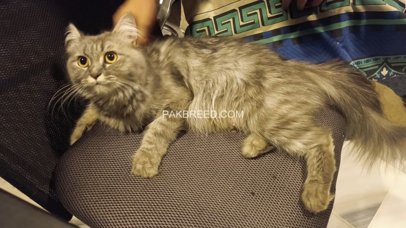 grey-persian-cat-named-moussie-2-years-old-big-0