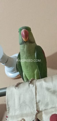 raw-parrot-big-0