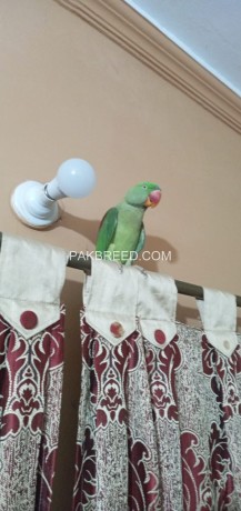 raw-parrot-big-1