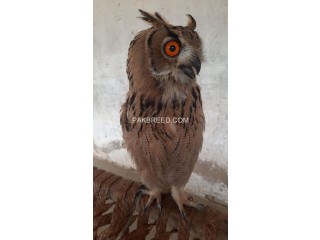 Eagle owl male and female price single pice top class big saiz location Lahore cargo available all Pakistan