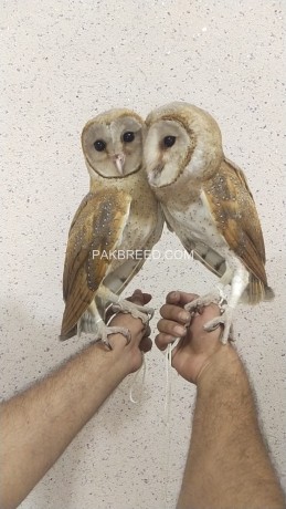 eagle-owl-male-and-female-price-single-pice-top-class-big-saiz-location-lahore-cargo-available-all-pakistan-big-1