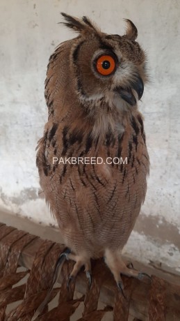 eagle-owl-male-and-female-price-single-pice-top-class-big-saiz-location-lahore-cargo-available-all-pakistan-big-0