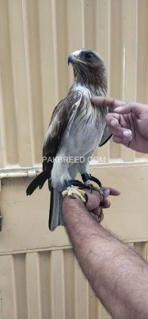 booted-eagle-male-and-female-price-single-pice-top-class-big-saiz-location-lahore-cargo-please-not-for-chaska-party-more-details-whats-app-big-0