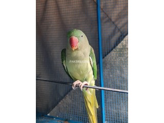 Raw Parrot Female