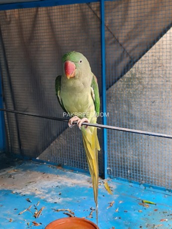 raw-parrot-female-big-1