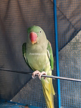 raw-parrot-female-big-0