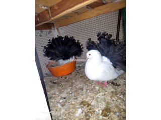 Black tail breeder pair with chicks