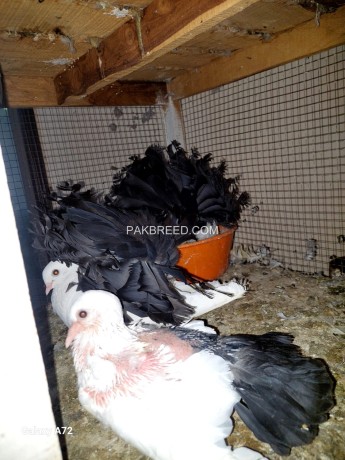black-tail-breeder-pair-with-chicks-big-1