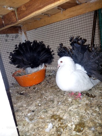 black-tail-breeder-pair-with-chicks-big-0