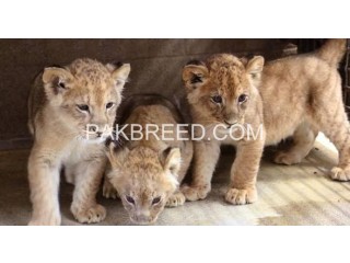 Brown Lion Cubs ?