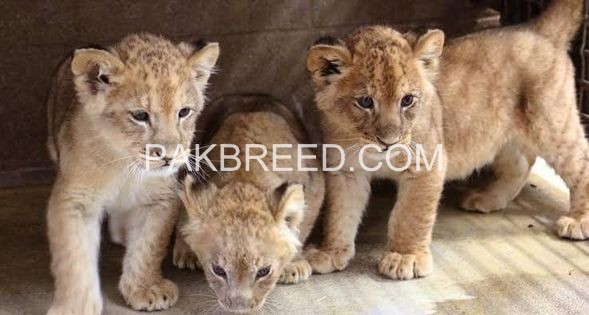 brown-lion-cubs-big-1