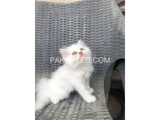 Male kittens available