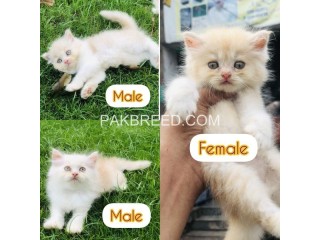 Kittans available looking for new home ? tripal cod kittans