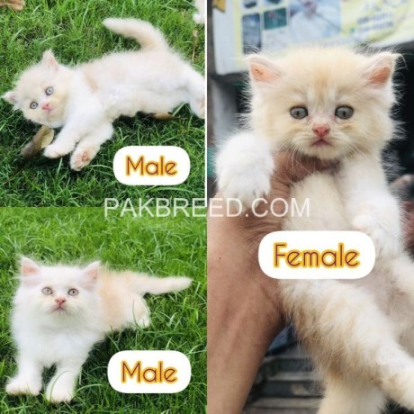 kittans-available-looking-for-new-home-tripal-cod-kittans-big-0