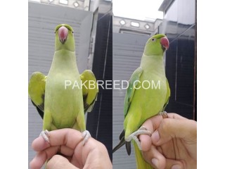Parrot for sale in rawalpindi