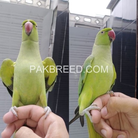 parrot-for-sale-in-rawalpindi-big-0