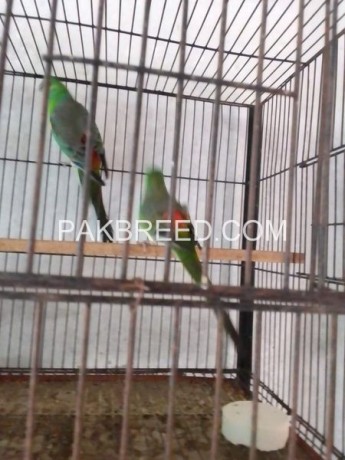 parrot-for-sale-big-0