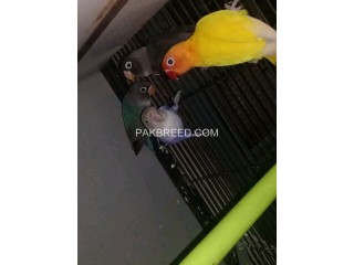 Beautiful parrots for sale