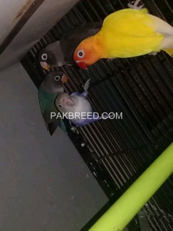 beautiful-parrots-for-sale-big-0
