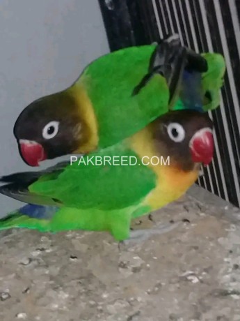 beautiful-parrots-for-sale-big-1