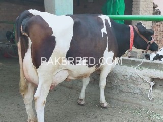 Cows for sale in fasalabad