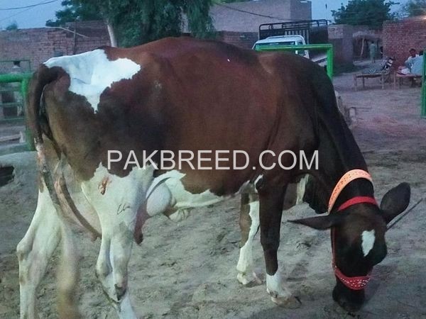 cows-for-sale-in-fasalabad-big-0