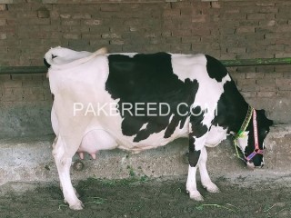 Cows for sale in fasalabad