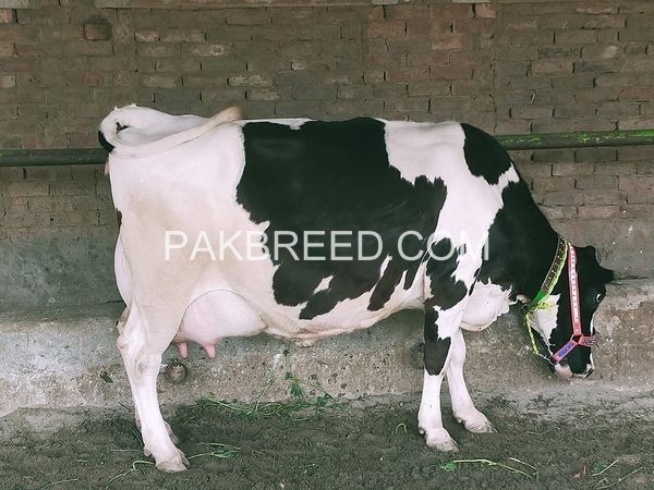 cows-for-sale-in-fasalabad-big-0