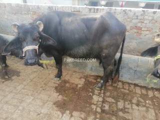 Buffalow is for sale in Chakwal