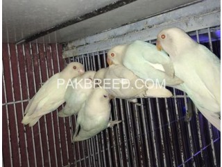 Parrot for sale in lahore