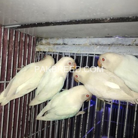 parrot-for-sale-in-lahore-big-1
