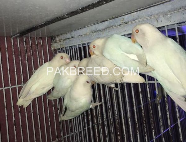 parrot-for-sale-in-lahore-big-0