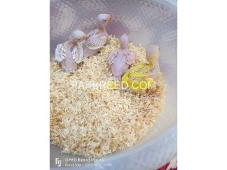 Parrot for sale in lahour