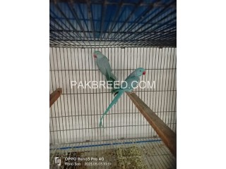 Parrot for in lahour