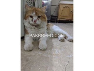 Cat for sale in karachi