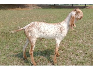 Goat for sale in multan