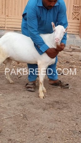 goat-for-sale-in-rahim-yar-khan-big-0