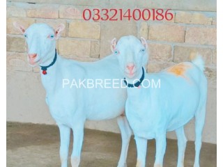 Goat for sale in multaN