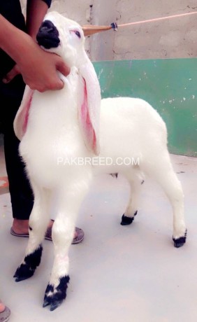 goat-for-sale-in-karachi-big-0