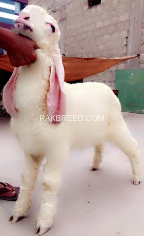 goat-for-sale-in-karachi-big-2