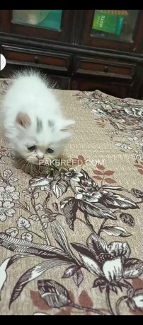 persian-kitten-big-4
