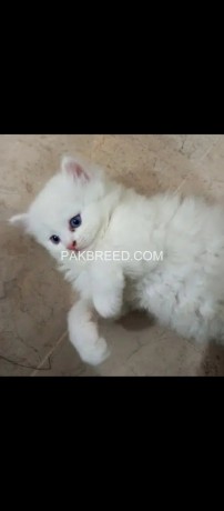 persian-kitten-big-3