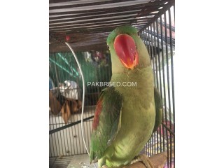 Raw parrot pair