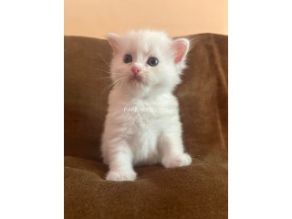 White persian triple coated kittens... Blue eyes.. Punch face..