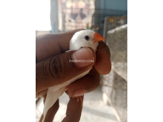 Snow White Penguin Black check Finches we are bring for all of u the best kind of finches that make your home decorated