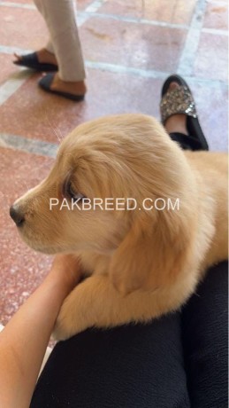golden-retriever-pups-are-available-big-1